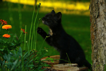 обоя животные, коты, кот, кошка, котёнок