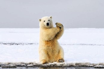 обоя животные, медведи, белый, медведь, полярный, снег, лед, берег, море