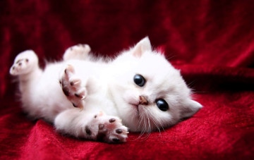 обоя животные, коты, котенок, белый, ткань