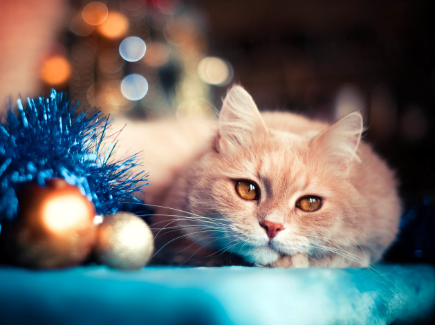 Обои картинки фото животные, коты, кот, шарики, мишура, новый, год