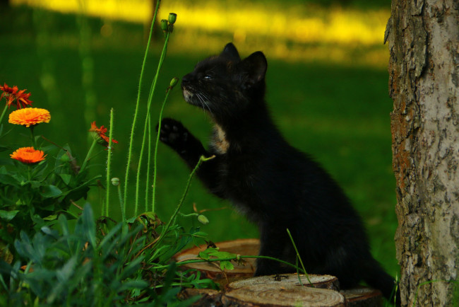 Обои картинки фото животные, коты, кот, кошка, котёнок