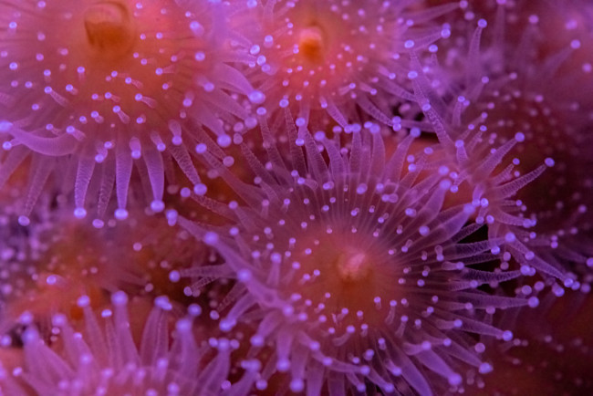 Обои картинки фото животные, морская фауна, актиния