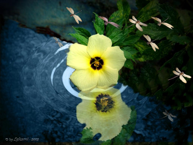 Обои картинки фото 3д, графика, flowers, цветы