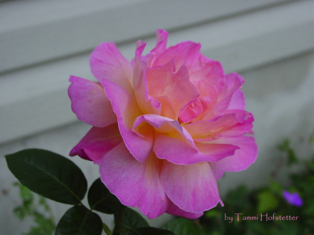 Обои картинки фото цветы, розы