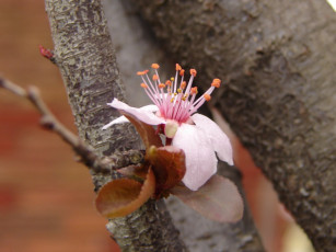 Картинка цветы цветущие деревья кустарники