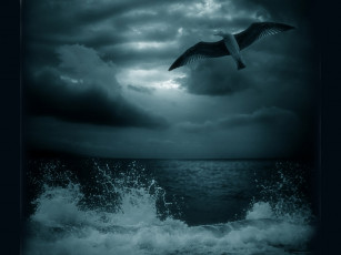 Картинка игорь сидоров воспоминания море животные Чайки бакланы крачки