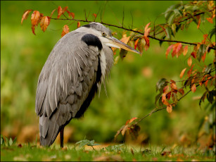 Картинка животные цапли