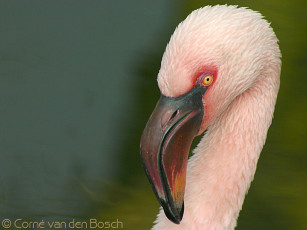 Картинка животные фламинго