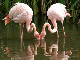 Картинка животные фламинго