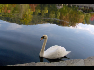 Картинка животные лебеди