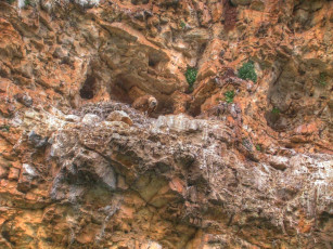 Картинка животные птицы хищники