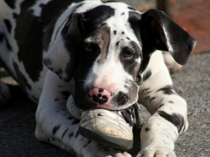 Картинка животные собаки