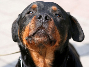 Картинка животные собаки