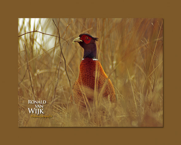 Обои картинки фото животные, глухари, тетерева, фазаны