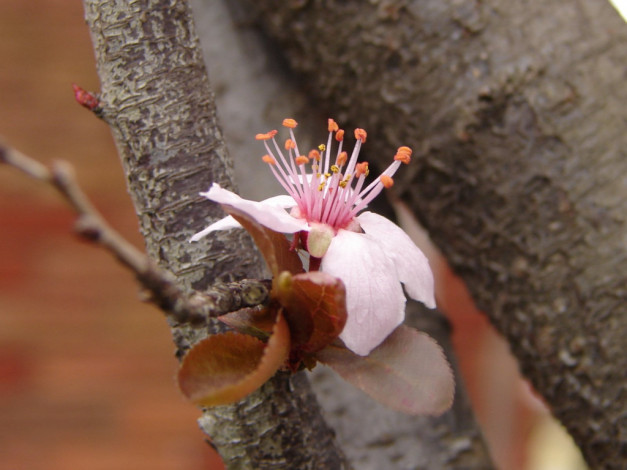 Обои картинки фото цветы, цветущие, деревья, кустарники