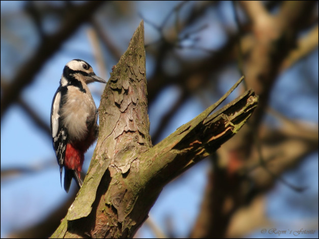 Обои картинки фото животные, дятлы