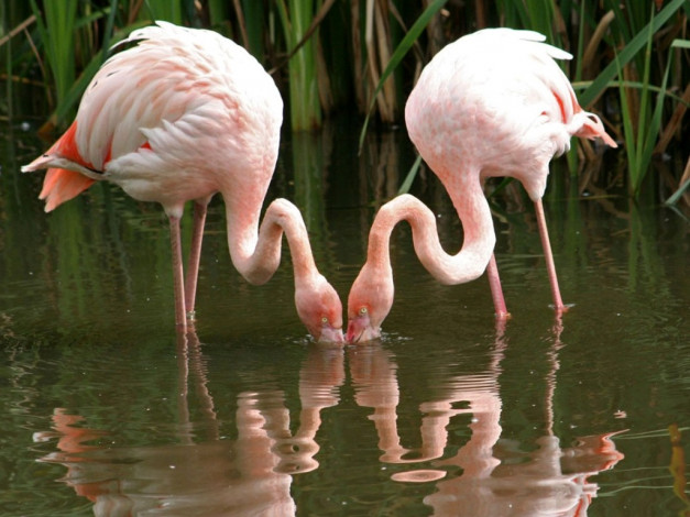 Обои картинки фото животные, фламинго