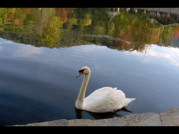 Обои картинки фото животные, лебеди