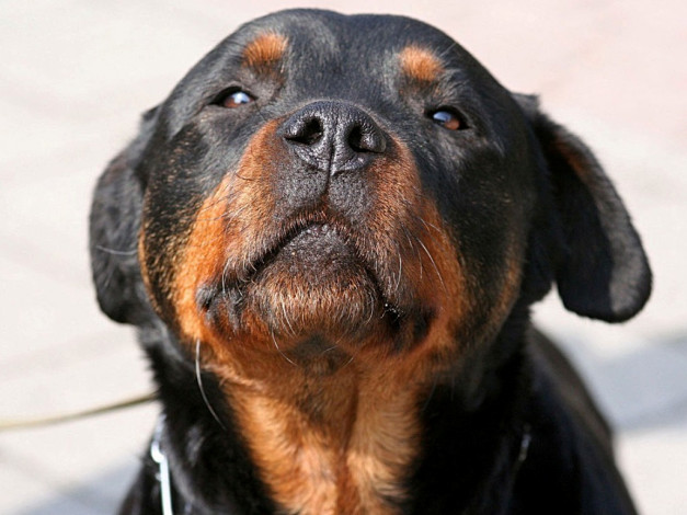 Обои картинки фото животные, собаки