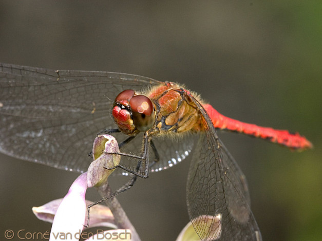 Обои картинки фото животные, стрекозы