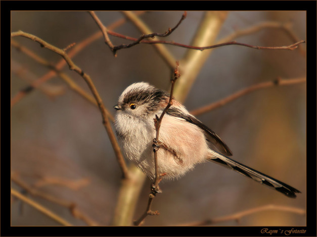 Обои картинки фото животные, воробьи