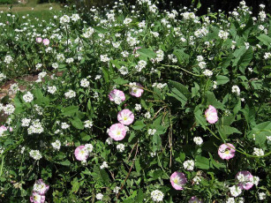 Картинка цветы луговые полевые