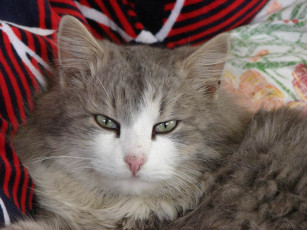 Картинка котейка животные коты