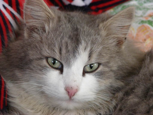 Картинка котейка животные коты