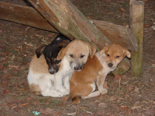 Картинка три брата животные собаки