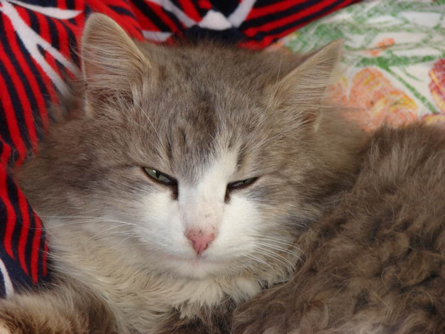 Обои картинки фото котейка, животные, коты