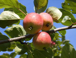 Картинка природа