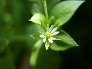 Картинка цветы