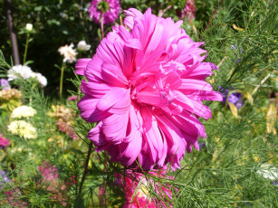 Картинка цветы астры