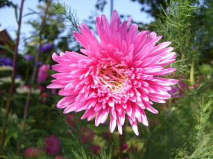 Картинка цветы астры