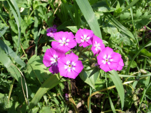 Картинка цветы флоксы