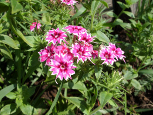 Картинка цветы гвоздики