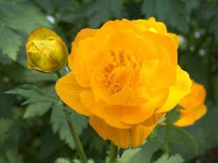 Картинка цветы калужницы лютики