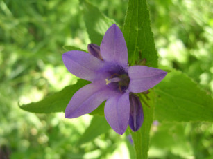 Картинка цветы колокольчики