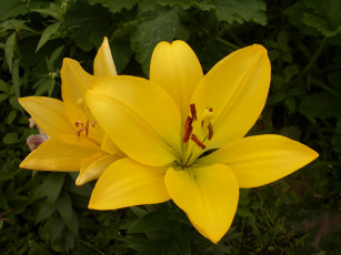 Картинка цветы лилии лилейники