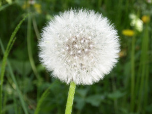 Картинка цветы одуванчики
