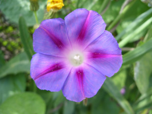 Картинка цветы вьюнки ипомеи