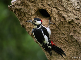 Картинка животные дятлы