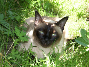 Картинка животные коты