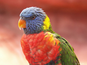 Картинка животные попугаи