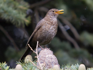 Картинка животные птицы