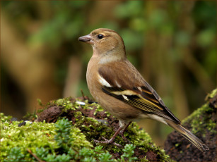 Картинка животные воробьи