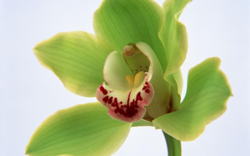 Картинка цветы орхидеи