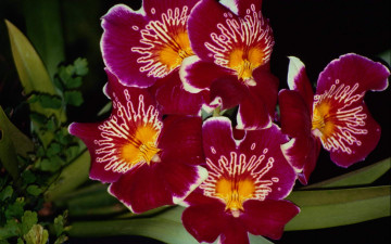 Картинка цветы орхидеи