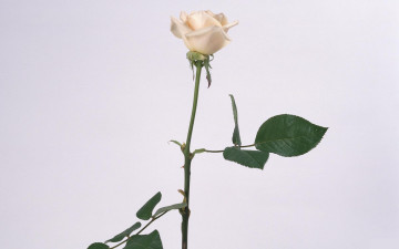 Картинка цветы розы