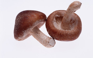 Картинка еда грибы грибные блюда